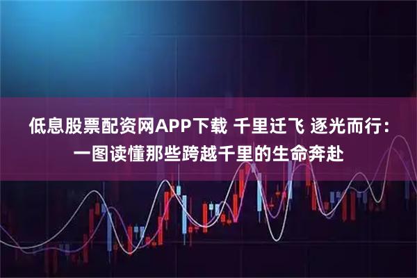 低息股票配资网APP下载 千里迁飞 逐光而行：一图读懂那些跨越千里的生命奔赴